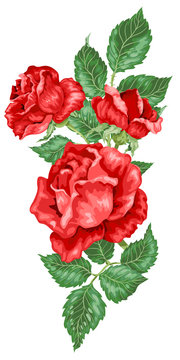 Rose flowers decorative element in vector illustration