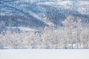 Amazing landscape After the first snow over the mountain, Colorado, USA. Winter wonderland. A beautiful panorama of a snow filled country road and trees iced like white frosting. Christmas time