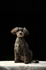 ミニチュアシュナウザー