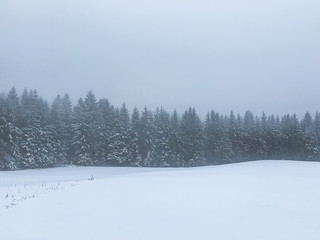 Winter forest in the fog, background