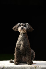 ミニチュアシュナウザー