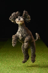 ミニチュアシュナウザー