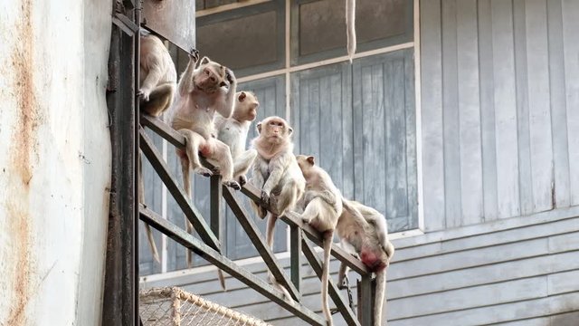 A Troop Of Monkeys Sitting On The Steel Railing In Rangsit, Pathum Thani, Thailand - Low Angle Shot