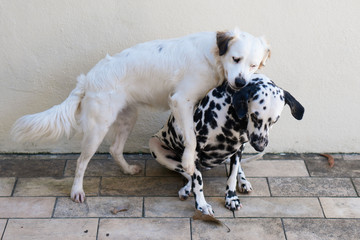 lindos cachorros brincando dalmata