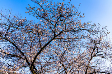 cherry blossoms in spring season