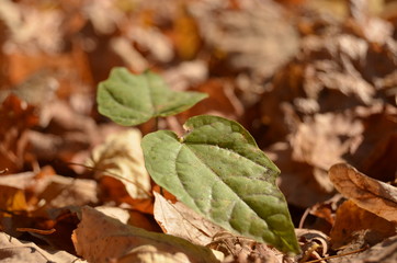 green sprout in autumn leaves close-up