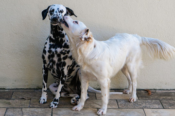 lindos cachorros brincando dalmata