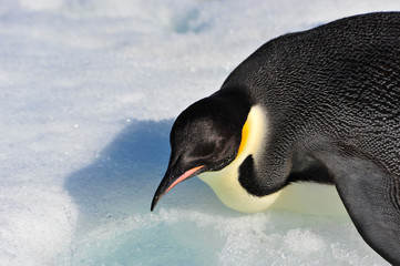 Emperor Penguin on the snow