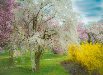 Panele Szklane  Wiśnia i magnolia oraz forsycja na wiosnę