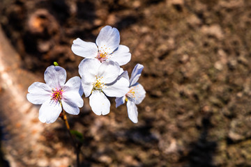 cherry blossoms in spring season