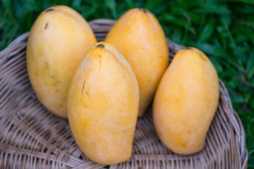 Yellow mangoes in basket on green grass