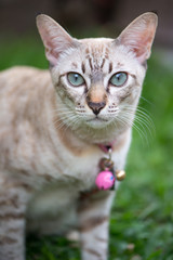Short hair of blue eye cat in garden
