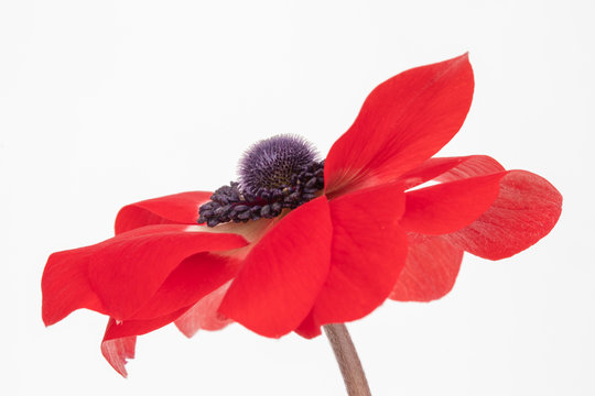 Red Anemone coronaria De Caen 'Hollandia' flower against a white background