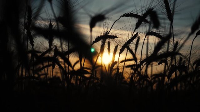 agriculture concept a golden sunset over wheat lifestyle field. wheat harvest ears slow motion video on background sky sunset