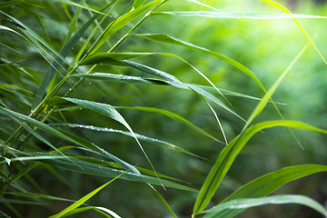 Green spikes, leaves in drops of dew.