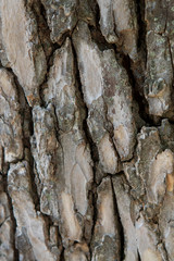 old bark on tree