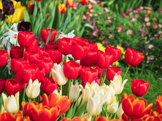 Bright and colorful spring flowers