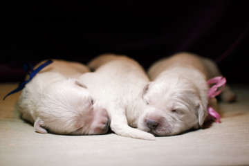 newborn golden retriever puppy. Tender photo of a pup. dog at home.