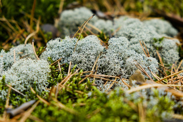 Wild lichen moss Cladonia rangiferina in autumn pine forest. Close-up. Western Siberia.