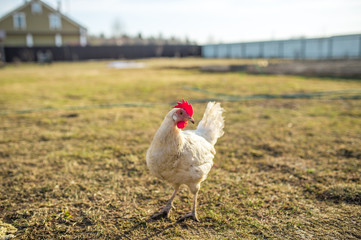bird white chicken smoothes into the camera walks around the garden in the village