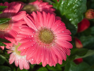 Bright and colorful spring flowers. Pink herbera with water drops close up