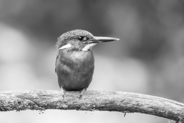 King fisher perched on a branch.