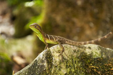 geko a riposo