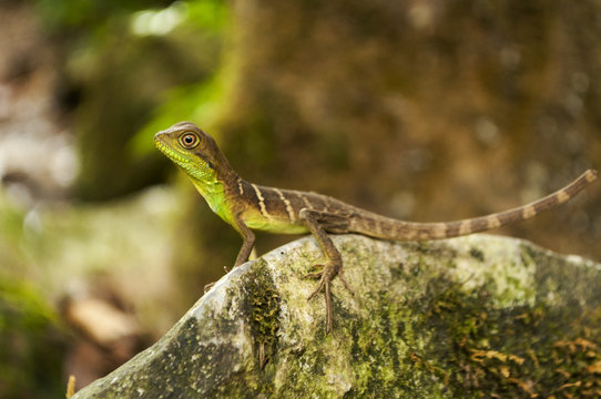 geko a riposo