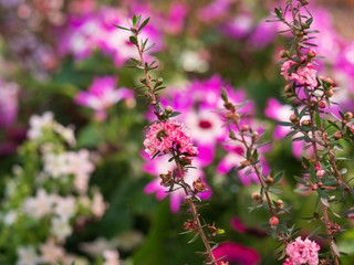 Bright and colorful spring flowers
