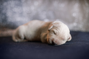 newborn golden retriever puppy. Tender photo of a pup. dog at home.