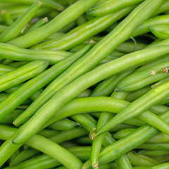Geerntete grüne Bohnen, Phaseolus vulgaris