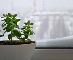 A green plant in a pot, stands on a windowsill, outside the window is snow. The leaves of the plant are bright and juicy, light green in color.