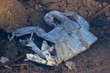 Vom Waschbären getötete Erdkröte (Bufo bufo) im Teich.
