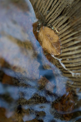 leaf in stream