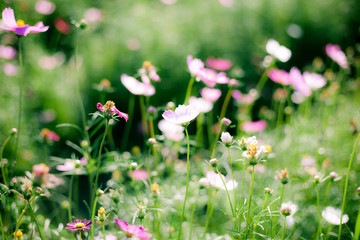 Flower and Sun