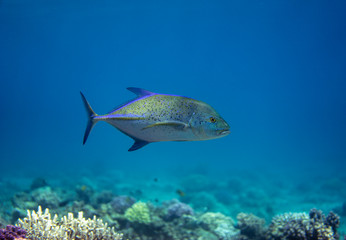 Fototapeta premium The bluefin trevally, Caranx melampygus swimming in the sea.