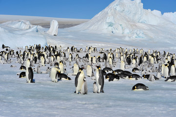 Emperor Penguins with chicks