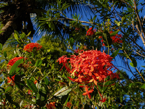 Ixora Coccinea