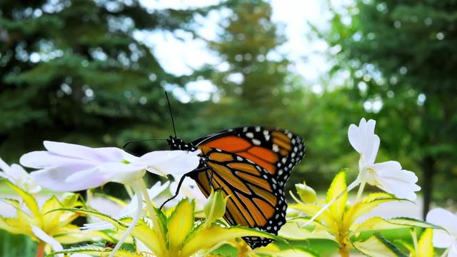 Beautiful orange and black monarch butterfly, danaus plexippus, spreads wings while on a impatiens flower in the garden.