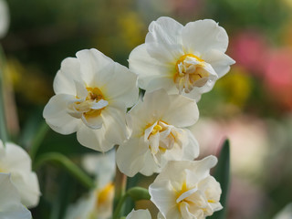 Fototapeta na wymiar Bright and colorful spring flowers narcissus close up