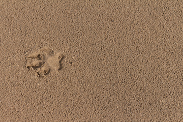 Footprint of a dog paw in the sand. Beach sand.