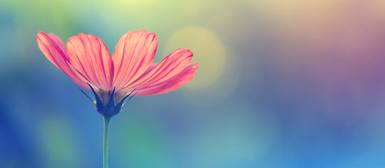 Beautiful cosmos flower on a colorful toned blurred background, border. Delicate spring floral...