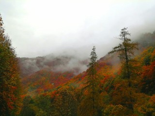 colori autunnali nebbia in montagna, valprato soana, italy