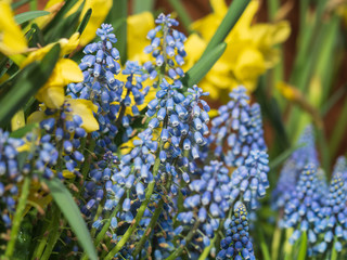 Bright and colorful spring flowers