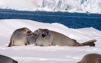 Fototapeta premium Crabeater seal resting on ice flow, Antarctica