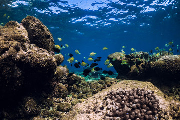 Naklejka na ściany i meble Underwater scene with corals and ocean school of fish.