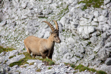 Young alpine ibex. Capra ibex. Alps, Austria.