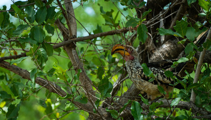 The Lion King Zazu - Hornbill