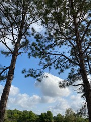 tree and blue sky