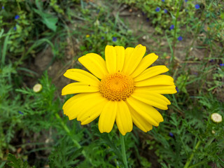 Yellow Sunflower lily Flower in a garden and a green background sunny day in a garden 